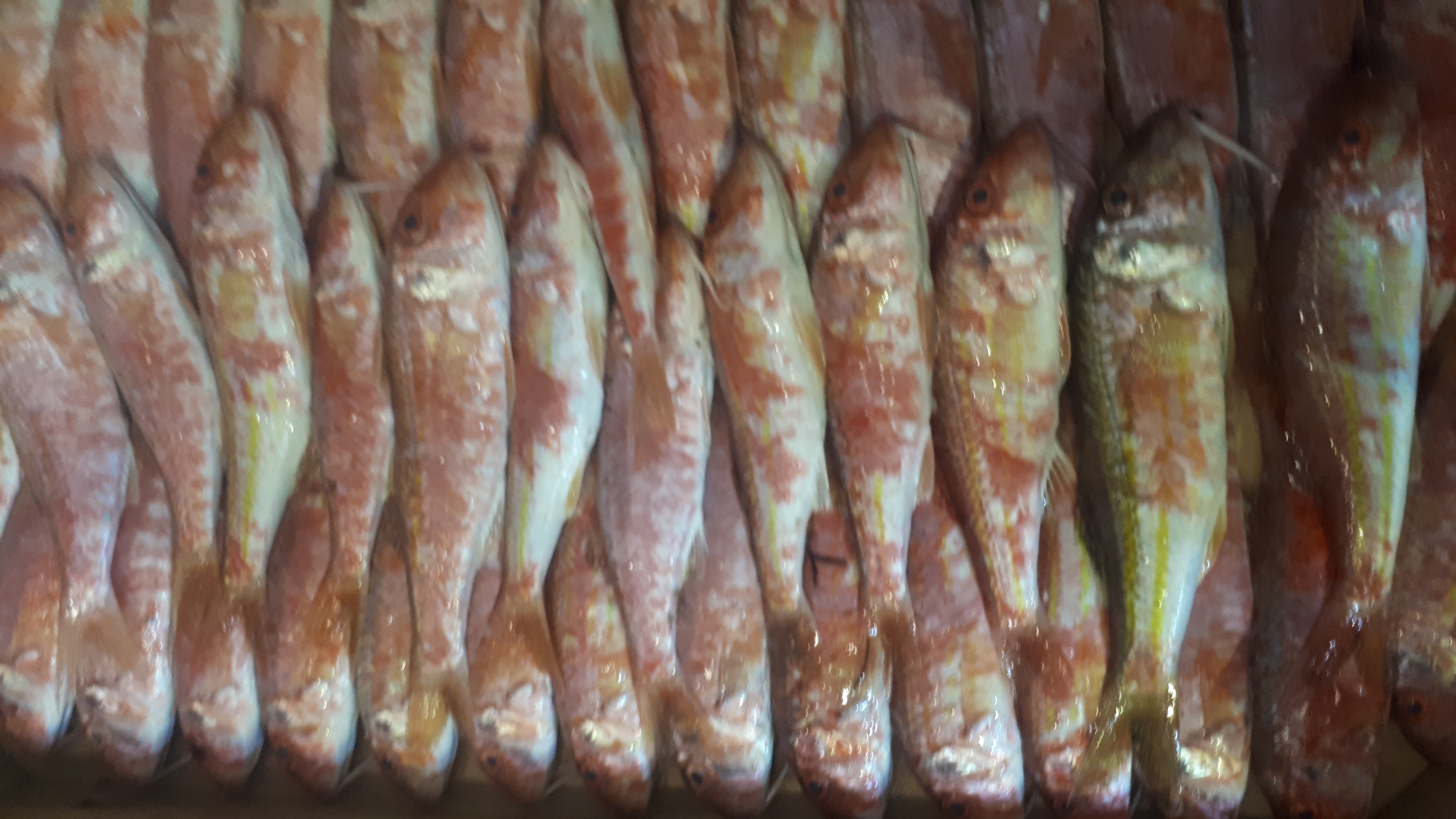 Barbun (Kg)