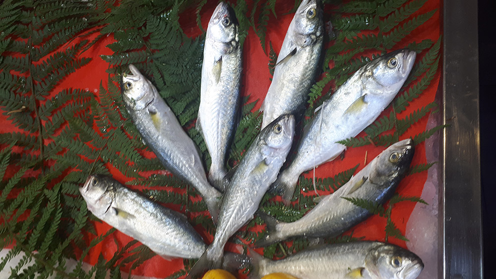 Sarı Kanat (Kg)